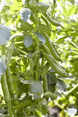 Biosphoto | 2055455 | Vicia faba | &copy; Visions Pictures / Biosphoto