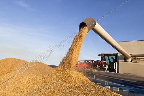 Biosphoto | 2578922 | Vidange de l'orge dans une benne, moisson orge d'hiver avec une moissonneuse Class Montana grande largeur, France | &copy; Claudius Thiriet / Biosphoto