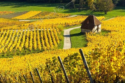 Biosphoto | 2558136 | Vignoble AOC de Château-Chalon, cépage Savagnin, , capitale du Vin Jaune, Jura, France | &copy; Stéphane Godin / Biosphoto