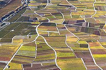 Biosphoto | 2479221 | Vineyards in autumn, Valais, Switzerland. | &copy; David Tatin / Biosphoto
