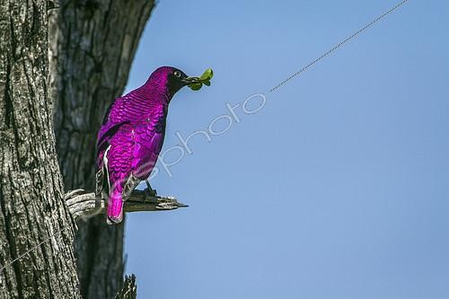 Biosphoto | 2103166 | Violet-backed starling (Cinnyricinclus leucogaster) male on a branch, Kruger National park, South Africa | &copy; Patrice Correia / Biosphoto
