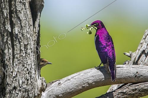 Biosphoto | 2103170 | Violet-backed starling (Cinnyricinclus leucogaster) male on a branch and female in nest, Kruger National park, South Africa | &copy; Patrice Correia / Biosphoto
