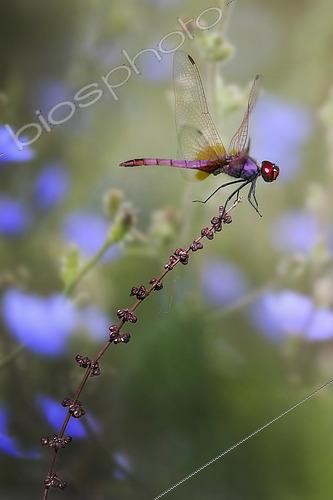 Biosphoto | 2565437 | Violet dropwing (Trithemis annulata) taking flight | &copy; Alberto Ghizzi Panizza / Biosphoto