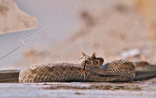 Biosphoto | 2622921 | Vipère à cornes du Namib (Bitis peringueyi). Namibie | &copy; Michel Bureau / Biosphoto