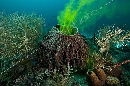 Biosphoto | 1934267 | Visualization flow of water in a sponge - Aquarius Reef Base ; Fluorescein dye is used to visualize how water is absorbed at the outside and then exhausted by a sponge.The Caribbean barrel sponge, Xestospongia muta, is a large and common member of the coral reef communities at depths greater than 10 m, and has been called the “redwood of the deep”, due to its up to 2000 year lifespan as well as its size and color. Despite its prominence, high biomass and importance to habitat complexity and reef health, very little is know about the basic biology of this massive sponge, including rates of mortality and recruitment, reproduction, growth and age. Like reef corals, this sponge is subject to bleaching and subsequent mortality.<br>With support from NOAA's Aquarius Reef Base at UNCW, NOAA's Coral Reef Conservation Program, and the Florida Keys National Marine Sanctuary, a research group has been monitoring populations of X. muta in the Florida Keys since 1997. | &copy; Christoph Gerigk / Biosphoto