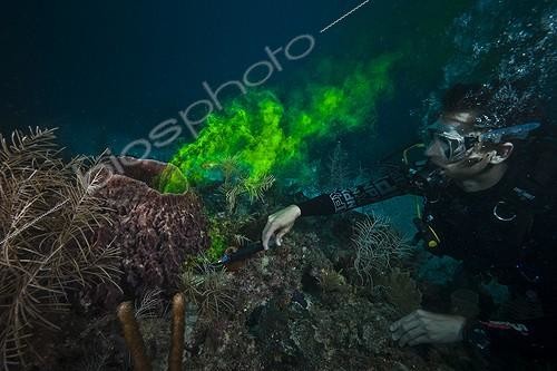 Biosphoto | 1934269 | Visualization flow of water in a sponge - Aquarius Reef Base ; Fluorescein dye is used to visualize how water is absorbed at the outside and then exhausted by a sponge.The Caribbean barrel sponge, Xestospongia muta, is a large and common member of the coral reef communities at depths greater than 10 m, and has been called the “redwood of the deep”, due to its up to 2000 year lifespan as well as its size and color. Despite its prominence, high biomass and importance to habitat complexity and reef health, very little is know about the basic biology of this massive sponge, including rates of mortality and recruitment, reproduction, growth and age. Like reef corals, this sponge is subject to bleaching and subsequent mortality.<br>With support from NOAA's Aquarius Reef Base at UNCW, NOAA's Coral Reef Conservation Program, and the Florida Keys National Marine Sanctuary, a research group has been monitoring populations of X. muta in the Florida Keys since 1997. | &copy; Christoph Gerigk / Biosphoto