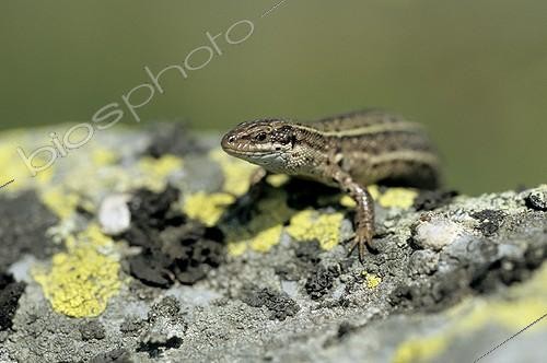 Biosphoto | 153374 | Viviparous lizard France  | &copy; Gilles Martin / Biosphoto