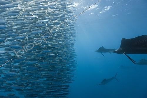 Biosphoto | 1206440 | Voiliers (Istiophorus albicans) attaquant un banc de Sardines pour le diviser, Mexique. Les Voiliers tentent de séparer un banc-appât de Sardines, s'ils y parviennent, ils peuvent ensuite chasser individuellement ou en groupes ces petits groupes de Sardines désorganisées en les forçant à remonter vers la surface. | &copy; Reinhard Dirscherl / Biosphoto