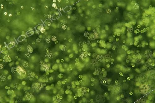 Biosphoto | 2621903 | Volvox Algae (Volvox sp) colony near the surface in a pond, city of Couffy, Loir et Cher, France | &copy; Bruno Guénard / Biosphoto