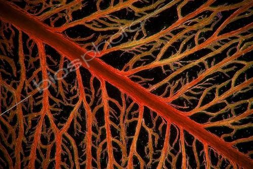 Biosphoto | 961605 | Vue microscopique de nervures d'une feuille de Buis ; Eclairage en fond noir, x 20 Canon EOS 450D 12 millions de pixels. | &copy; Christian Gautier / Biosphoto