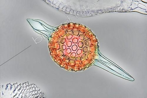 Biosphoto | 1156432 | Vue microscopique de Radiolaire ; Éclairage en fond clair, profondeur de champ et couleurs obtenues par informatique, recombinaison de 5 images numériques. Grossissement x400, Canon EOS 450D 12 millions de pixels. | &copy; Christian Gautier / Biosphoto