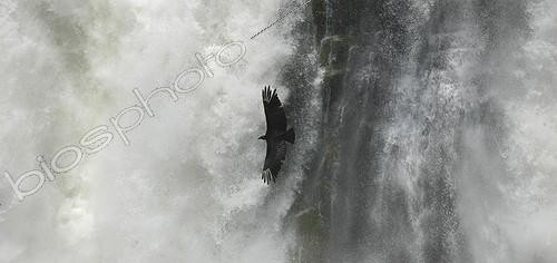 Biosphoto | 91862 | Vulture flying over the falls of Iguaçu Argentina   | &copy; Visual and Written / Visual and Written - Photo Collection / Biosphoto