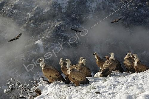 Biosphoto | 1470268 | Vultures on a snowy cliff | &copy; Thierry Vezon / Biosphoto