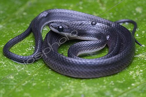 Biosphoto | 2628112 | Wagner's snake (Diaphorolepis wagneri), Mindo, Ecuador. | &copy; Vincent Premel / Biosphoto
