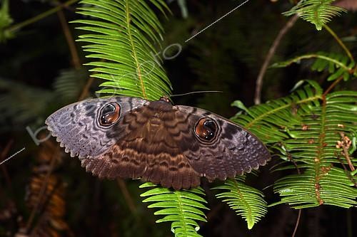 Biosphoto | 2167336 | Walker's Owl (Erebus walkeri) in forest at night, Andasibe, Perinet, Alaotra-Mangoro Region, Madagascar | &copy; Jean-Yves Grospas / Biosphoto