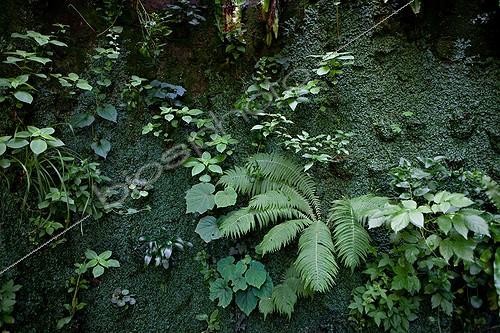 Biosphoto | 891718 | Wall plant in the Garden of Paradise Cordes-sur-Ciel Tarn  | &copy; Philippe Giraud / Biosphoto