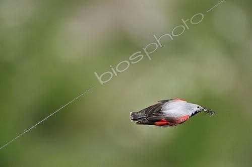 Biosphoto | 915750 | Wallcreeper flight with insects in beak Alps France  | &copy; Christophe Sidamon-Pesson / Biosphoto