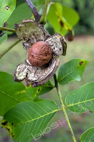 Biosphoto | 2461412 | Walnut fruit of the Common Walnut (Juglans regia) hatching in autumn after its shell has burst, Country garden, Lorraine, France | &copy; André Simon / Biosphoto