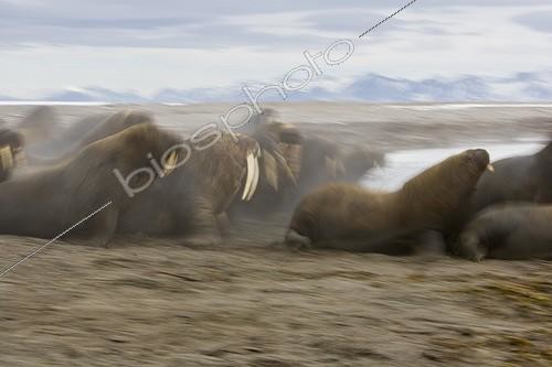 Biosphoto | 642976 | Walrus group moving towards water Svalbard | &copy; Theo Allofs / Biosphoto