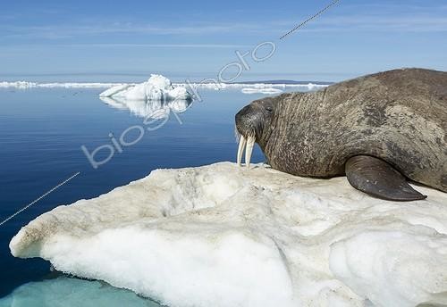 Biosphoto | 1991217 | Walrus resting on iceberg - Hudson Bay Canada | &copy; Paul Souders / Biosphoto