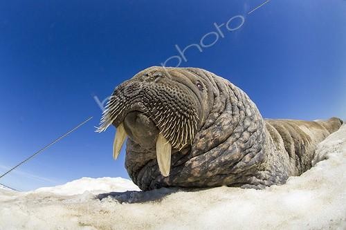 Biosphoto | 1991218 | Walrus resting on iceberg - Hudson Bay Canada | &copy; Paul Souders / Biosphoto