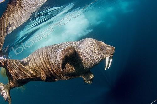 Biosphoto | 1991220 | Walrus under water - Hudson Bay Canada | &copy; Paul Souders / Biosphoto