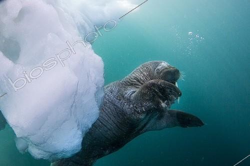 Biosphoto | 1991221 | Walrus under water - Hudson Bay Canada | &copy; Paul Souders / Biosphoto