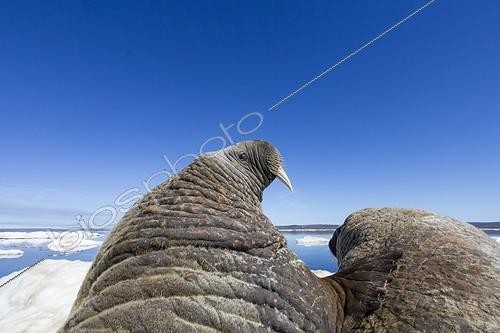 Biosphoto | 1991214 | Walruses resting on iceberg - Hudson Bay Canada | &copy; Paul Souders / Biosphoto