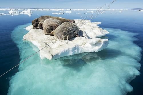 Biosphoto | 1991215 | Walruses resting on iceberg - Hudson Bay Canada | &copy; Paul Souders / Biosphoto