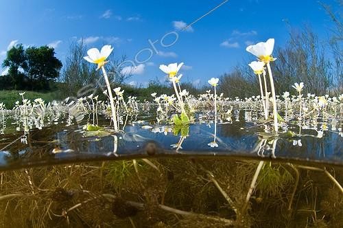 Biosphoto | 1293652 | Water buttercups in a pool provisional France | &copy; Mathieu Foulquié / Biosphoto