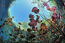 Biosphoto | 1882846 | Water lilies in a cenote in Yucatan Peninsula Mexico | &copy; Bruno Guénard / Biosphoto