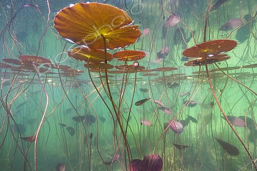 Biosphoto | 2127082 | Water lilies (Nymphaea sp.) in a lake, Jura, France | &copy; Michel Loup / Biosphoto