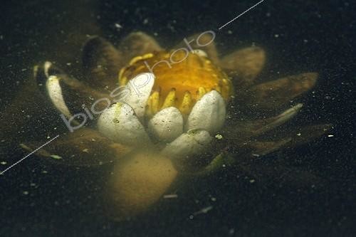 Biosphoto | 925033 | Water lily in flower under the surface of water Kruger NP | &copy; Brigitte Marcon / Biosphoto