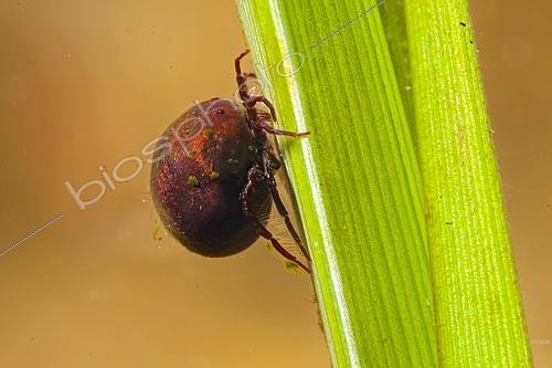 Biosphoto | 2620639 | Water mite in a pond, Prairies du Fouzon, France | &copy; Bruno Guénard / Biosphoto