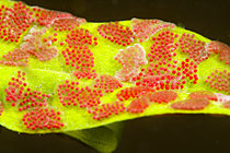 Biosphoto | 2621584 | Water mites eggs on a stem in a pond, Couffy, Loir et Cher, France | &copy; Bruno Guénard / Biosphoto