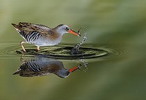 Biosphoto | 2156917 | Water rail (Rallus aquaticus) and reflection, Salamanca, Castilla y Leon, Spain. Honorable mention, Montphoto 2018. | &copy; Mario Cea Sanchez / Biosphoto
