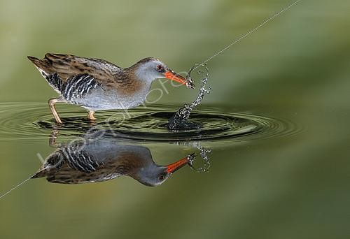 Biosphoto | 2156917 | Water rail (Rallus aquaticus) and reflection, Salamanca, Castilla y Leon, Spain. Honorable mention, Montphoto 2018. | &copy; Mario Cea Sanchez / Biosphoto