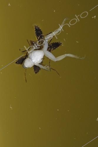 Biosphoto | 894802 | Water strider devouring a young Mediterranean Tree Frog | &copy; Pascal Pittorino / Biosphoto