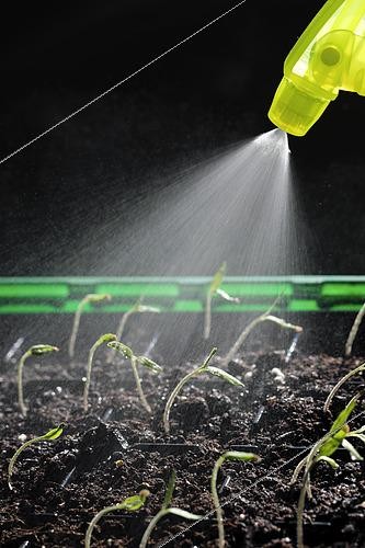 Biosphoto | 2549384 | Watering, germination, Tomato seed (Solanum lycopersicum), Black Cherry variety, indoor grow kit, Belfort, Territoire de Belfort, France | &copy; Denis Bringard / Biosphoto