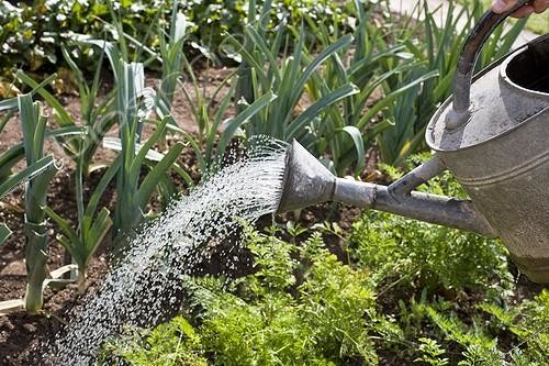 Biosphoto | 589908 | Watering in a garden with a metal watering can | &copy; Claudius Thiriet / Biosphoto