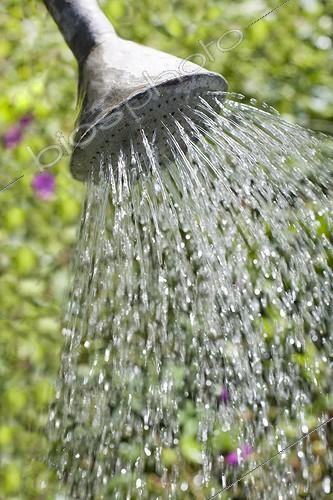 Biosphoto | 617641 | Watering in a garden with a metal watering can | &copy; Claudius Thiriet / Biosphoto