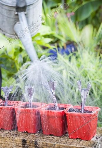 Biosphoto | 2047753 | Watering of cuttings in a garden | &copy; Jean-Michel Groult / Biosphoto