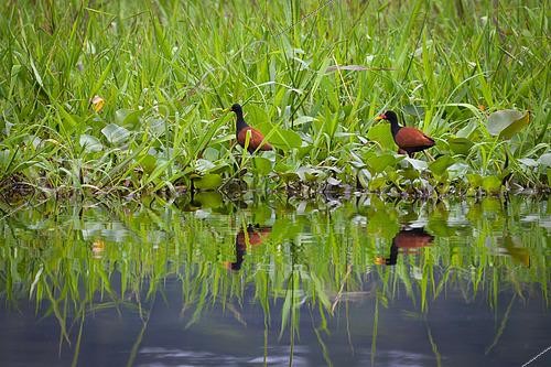 Biosphoto | 2462143 | Watled Jacanas (Jacana jacana) placed on water hyacinths, Kaw Marshes Nature Reserve, French Guiana | &copy; Stéphanie Meng / Biosphoto