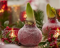 Biosphoto | 2584325 | Wax Amaryllis Christmas | &copy; Visions BV, Netherlands / VisionsPictures & Photography / Visions Pictures / Biosphoto