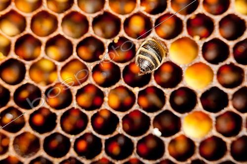 Biosphoto | 1623574 | Wax cells and dead bee in a hive France  ; hive-like  Warré   | &copy; Jean-Baptiste Strobel / Biosphoto