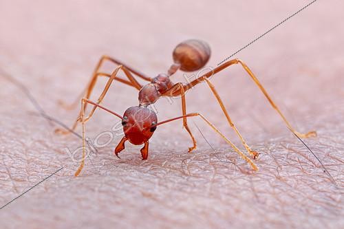 Biosphoto | 2391954 | Weaver ant (Oecophylla smaragdina) bite my skin. | &copy; Husni Che Ngah / Biosphoto