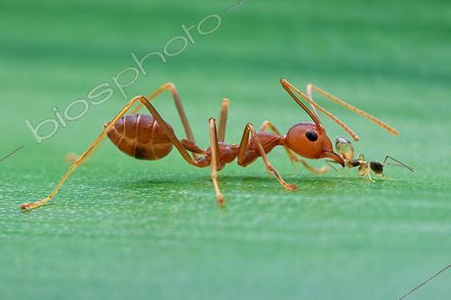 Biosphoto | 2392019 | Weaver ant (Oecophylla smaragdina) bullying another small ant. | &copy; Husni Che Ngah / Biosphoto