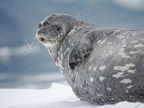 Biosphoto | 2561800 | Weddell seal (Leptonychotes weddellii) on ice floe in the Cierva Cove, Antarctic Peninsula. Antarctica, January | &copy; Martin Zwick / Biosphoto