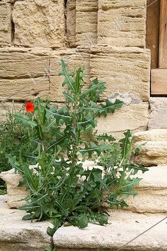 Biosphoto | 613361 | Weed growing in the stairs of a house | &copy; Lilo / Green Eye / Biosphoto