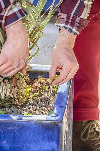 Biosphoto | 2445176 | Weeding a potted plant in close-up | &copy; Jean-Michel Groult / Biosphoto